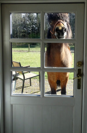 Ein neugieriges Pferd sieht durch das Sprossenfenster einer Haustür, eine wenig von oben herab, aus dem sonnigen Garten in Jütland heraus in das Haus. Aufgenommen 2017.